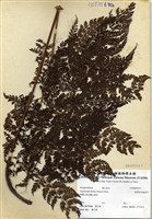 藏品(臺灣兩面複葉耳蕨)的圖片